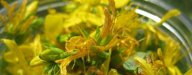 Ľubovník (Hypericum perforatum)